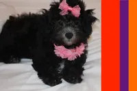 Toy maltipoo, a female Maltipoo for sale in Vallejo, CA – 1 of 2