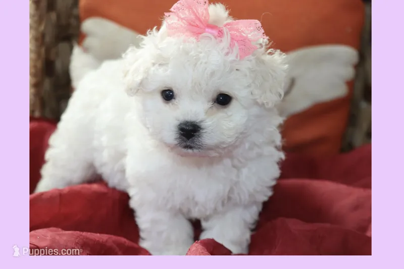 Tea cup Maltipoo Puppy – Maltipoo, Poodle - Toy  puppy for sale in Vallejo, CA