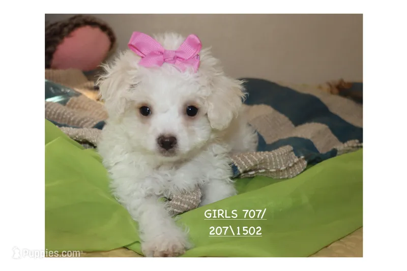 Tea cup Maltipoo Puppy – Maltipoo, Poodle - Toy  puppy for sale in Vallejo, CA