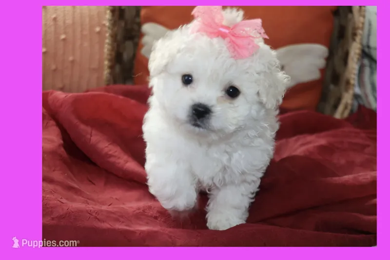 Tea cup Maltipoo Puppy – Maltipoo, Poodle - Toy  puppy for sale in Vallejo, CA