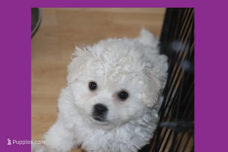 Tea cup Maltipoo Puppy – Maltipoo, Poodle - Toy  puppy for sale in Vallejo, CA