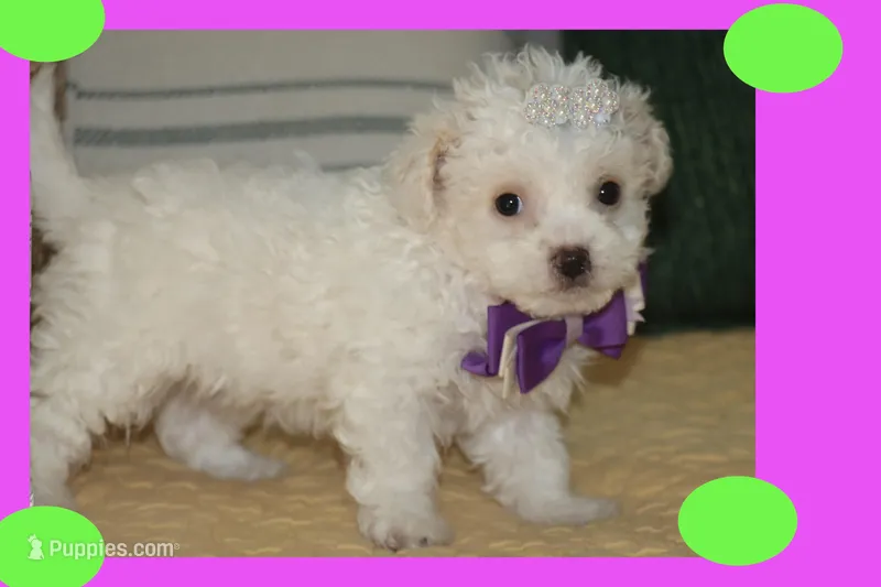 Tea cup Maltipoo Puppy