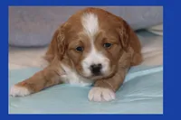 LION, a male Maltipoo and Poodle - Toy  for sale in Vallejo, CA – Photo 3 of 3