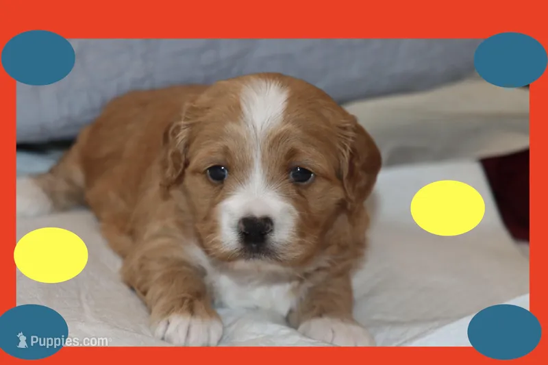 LION – Maltipoo, Poodle - Toy  puppy for sale in Vallejo, CA
