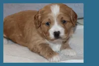 LION, a male Maltipoo and Poodle - Toy  for sale in Vallejo, CA – Photo 2 of 3
