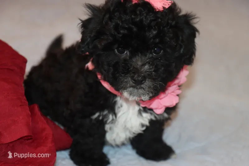 Toy maltipoo – Maltipoo puppy for sale in Vallejo, CA