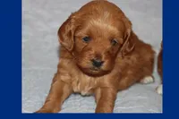 LEON, a male Maltipoo and Poodle - Toy  for sale in Vallejo, CA – 3 of 3