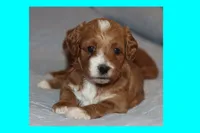CINNAMON, a male Maltipoo and Poodle - Toy  for sale in Vallejo, CA – 3 of 3
