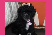 LALA, a female Maltipoo and Poodle - Toy  for sale in Vallejo, CA – 3 of 3