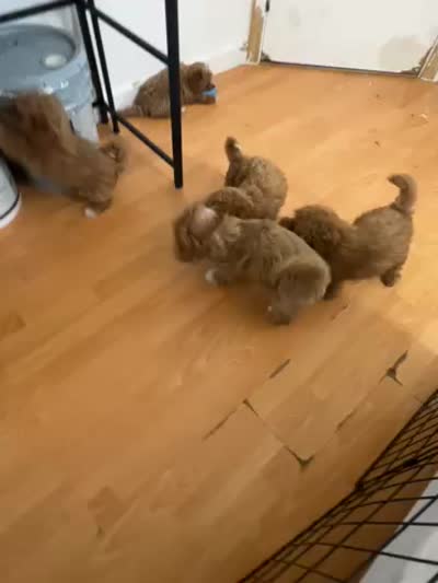 Red toy Maltipoo , a male Maltipoo and Poodle - Toy  for sale in Vallejo, CA – 5 of 5