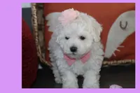 LUNA, a female Maltipoo and Poodle - Toy  for sale in Vallejo, CA – 4 of 4