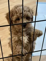 Red Toy Poodle , a male Maltipoo and Poodle - Toy  for sale in Vallejo, CA – 4 of 5