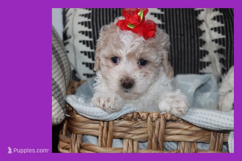 Toy puppy maltipoo – Maltipoo puppy for sale in Vallejo, CA