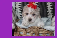 Toy puppy maltipoo, a female Maltipoo for sale in Vallejo, CA – 1 of 7