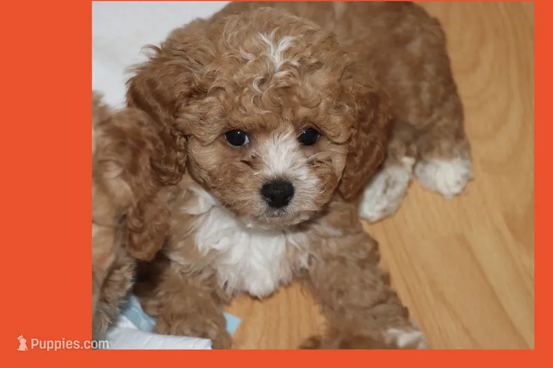 BABY BLUE – Maltipoo, Poodle - Toy  puppy for sale in Vallejo, CA