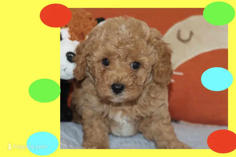 SKY – Maltipoo, Poodle - Toy  puppy for sale in Vallejo, CA