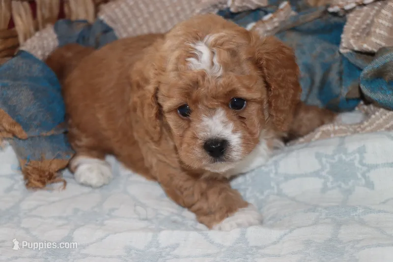 Red toy Maltipoo  – Maltipoo, Poodle - Toy  puppy for sale in Vallejo, CA