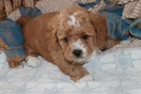 Red toy Maltipoo , a male Maltipoo and Poodle - Toy  for sale in Vallejo, CA – 1 of 4