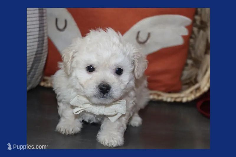 MAXI – Maltipoo, Poodle - Toy  puppy for sale in Vallejo, CA