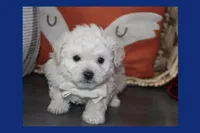 MAXI, a male Maltipoo and Poodle - Toy  for sale in Vallejo, CA – 1 of 3