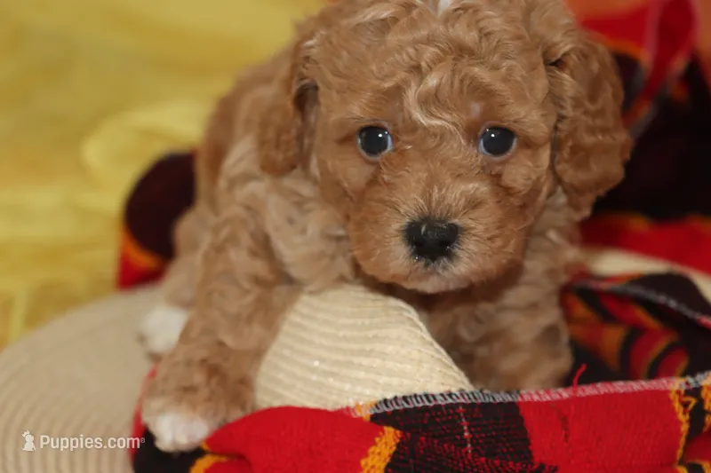 SKY – Maltipoo, Poodle - Toy  puppy for sale in Vallejo, CA
