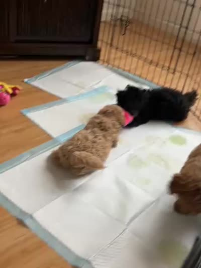 MOLLY, a female Maltipoo and Poodle - Toy  for sale in Vallejo, CA – 3 of 5