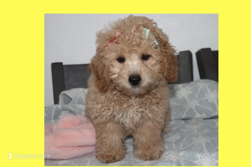 Apricot puppy – Maltipoo, Poodle - Toy  puppy for sale in Vallejo, CA