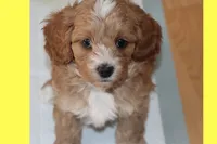 MAXIN, a male Maltipoo and Poodle - Toy  for sale in Vallejo, CA – 2 of 4