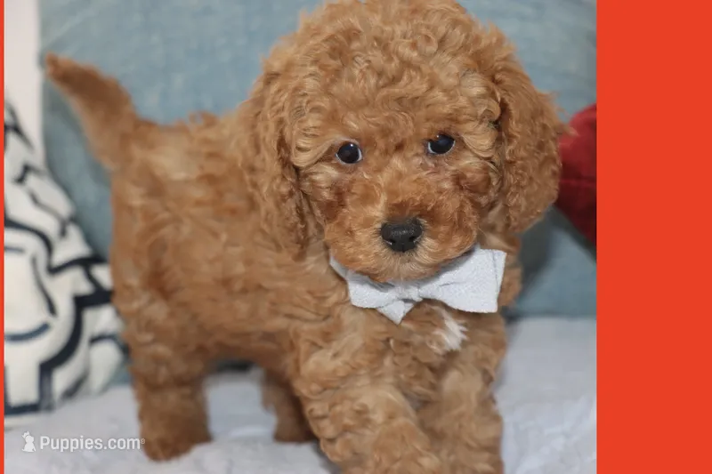 OSITO – Maltipoo, Poodle - Toy  puppy for sale in Vallejo, CA