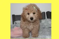 Vicky, a female Poodle - Toy  and Maltipom for sale in Vallejo, CA – 2 of 4