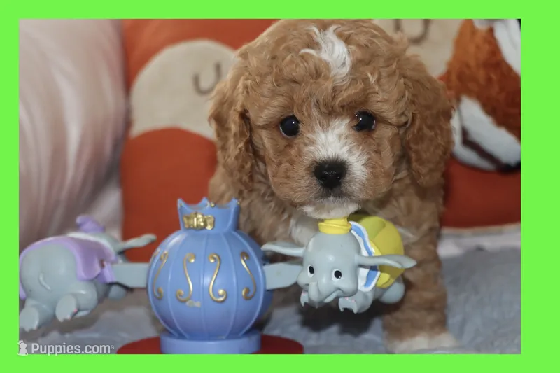Red toy Maltipoo  – Maltipoo, Poodle - Toy  puppy for sale in Vallejo, CA