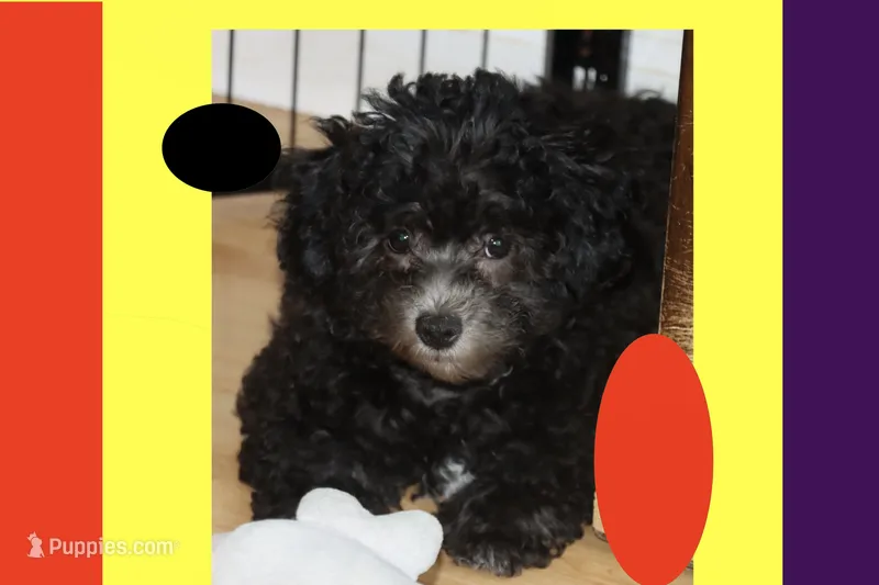 MIA – Maltipoo puppy for sale in Vallejo, CA