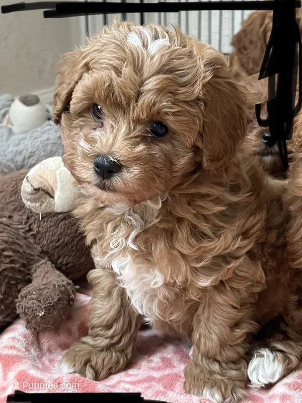 Puppy Red toy Maltipoo
