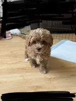 processed/75629f48-c89a-444f-ad2b-d9430fdae53a/listing/add2dd29-67b6-45ff-a635-b759ddd44e0b/466e5222-07ab-4943-973c-8efcac3c4dbc