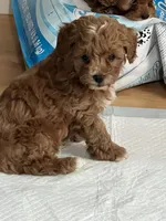 processed/75629f48-c89a-444f-ad2b-d9430fdae53a/listing/add2dd29-67b6-45ff-a635-b759ddd44e0b/74f7893a-3534-4eeb-8d78-ac1f72cb1643