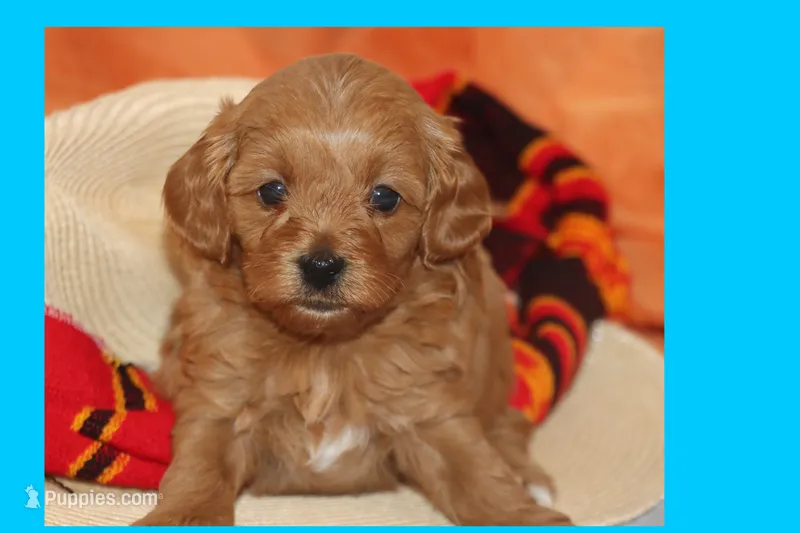 TINY RED TOY MALTIPOO – Maltipoo, Poodle - Toy  puppy for sale in Vallejo, CA
