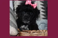 Toy puppy maltipoo, a female Maltipoo for sale in Vallejo, CA – 6 of 7
