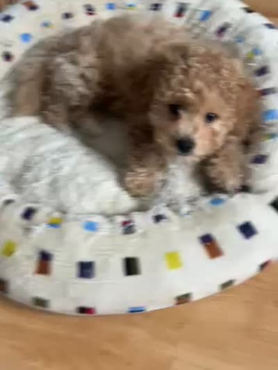 Vicky, a female Poodle - Toy  and Maltipom for sale in Vallejo, CA – 4 of 4