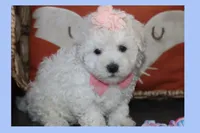 LUNA, a female Maltipoo and Poodle - Toy  for sale in Vallejo, CA – 3 of 4