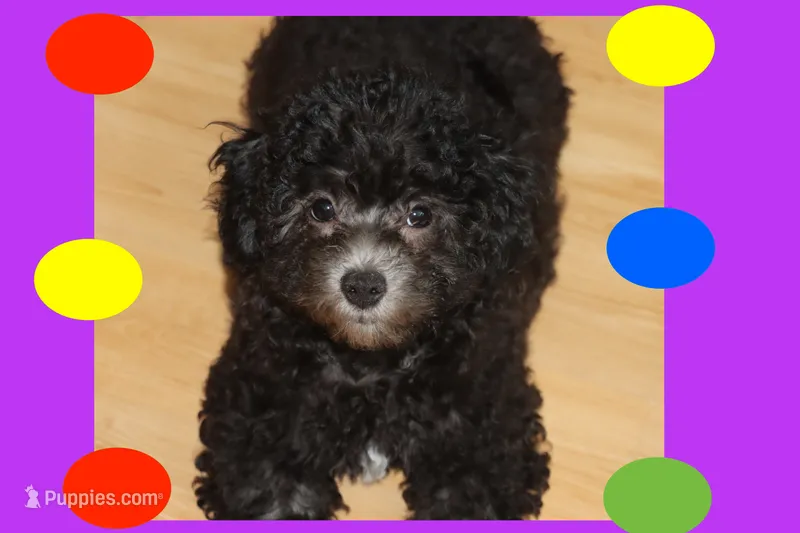 Toy maltipoo – Maltipoo puppy for sale in Vallejo, CA