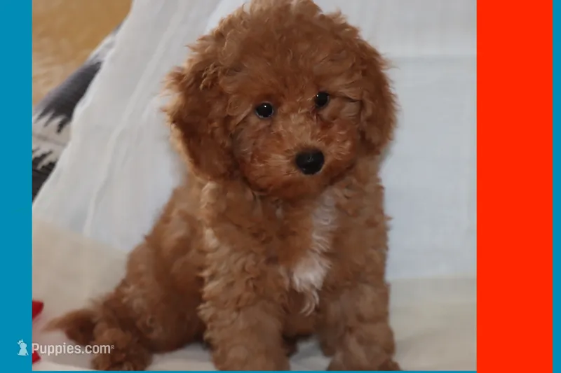 OSITO – Maltipoo, Poodle - Toy  puppy for sale in Vallejo, CA