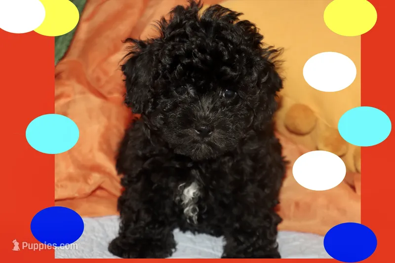 Bogie – Maltipoo, Poodle - Toy  puppy for sale in Vallejo, CA