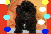 Bogie, a male Maltipoo and Poodle - Toy  for sale in Vallejo, CA – 2 of 3