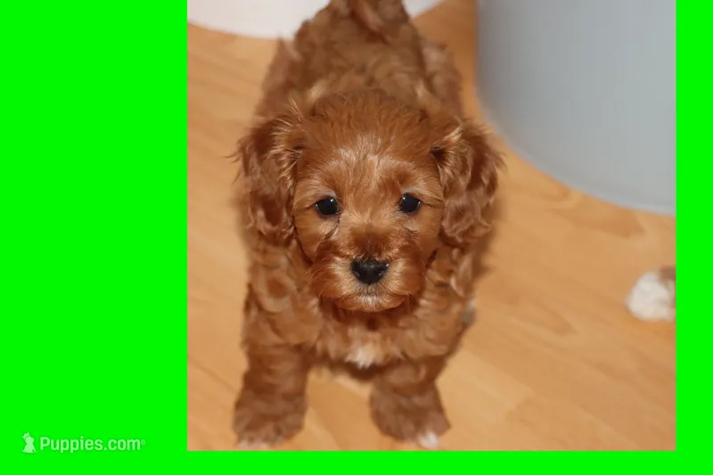 CINNAMON – Maltipoo, Poodle - Toy  puppy for sale in Vallejo, CA