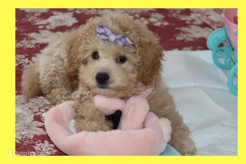 Vicky – Poodle - Toy , Maltipom puppy for sale in Vallejo, CA