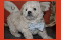 BEAR, a male Maltipoo and Poodle - Toy  for sale in Vallejo, CA – 2 of 3