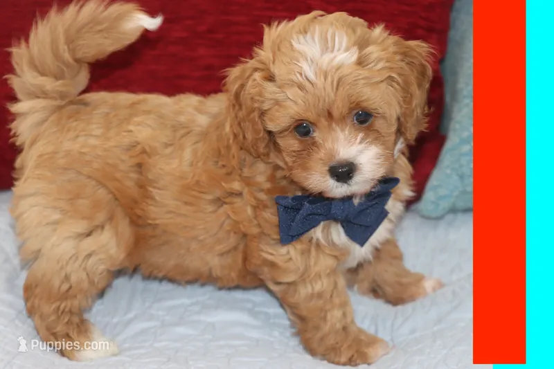 Tigre  – Maltipoo, Poodle - Toy  puppy for sale in Vallejo, CA