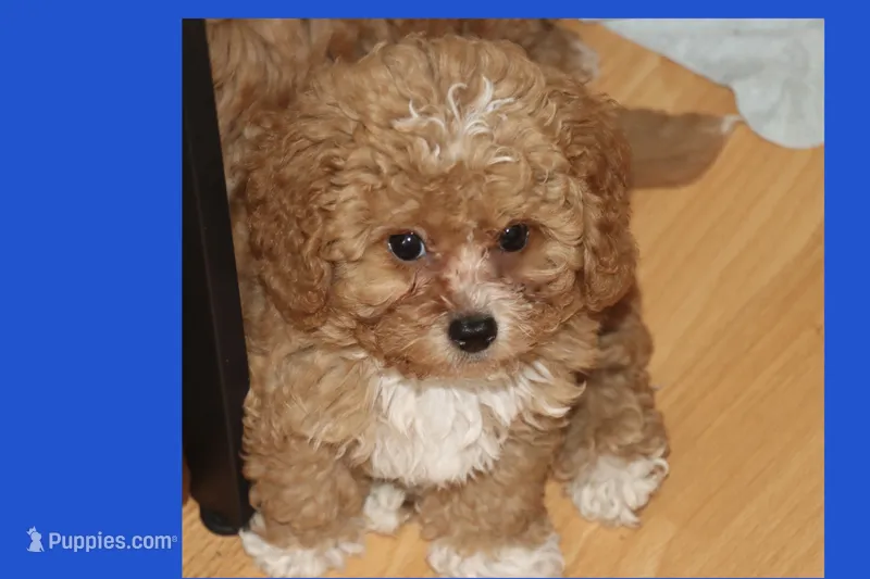 Red toy Maltipoo  – Maltipoo, Poodle - Toy  puppy for sale in Vallejo, CA