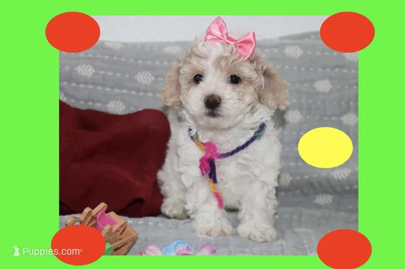 Toy maltipoo – Maltipoo puppy for sale in Vallejo, CA
