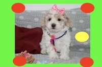 Toy maltipoo, a female Maltipoo for sale in Vallejo, CA – 1 of 7